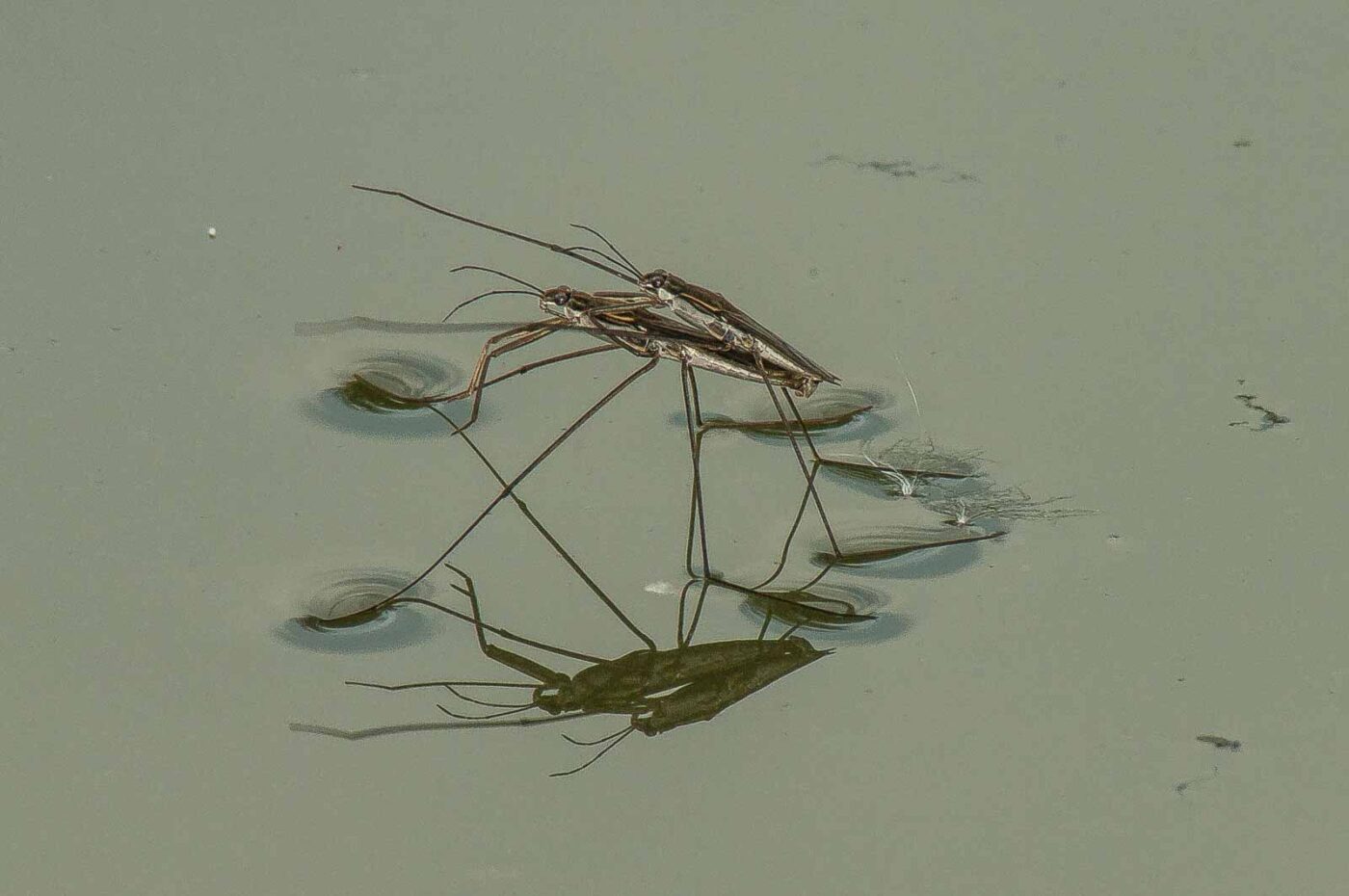 2017-08-13 - NSG Halde Pluto-Wilhelm HER-Wanne