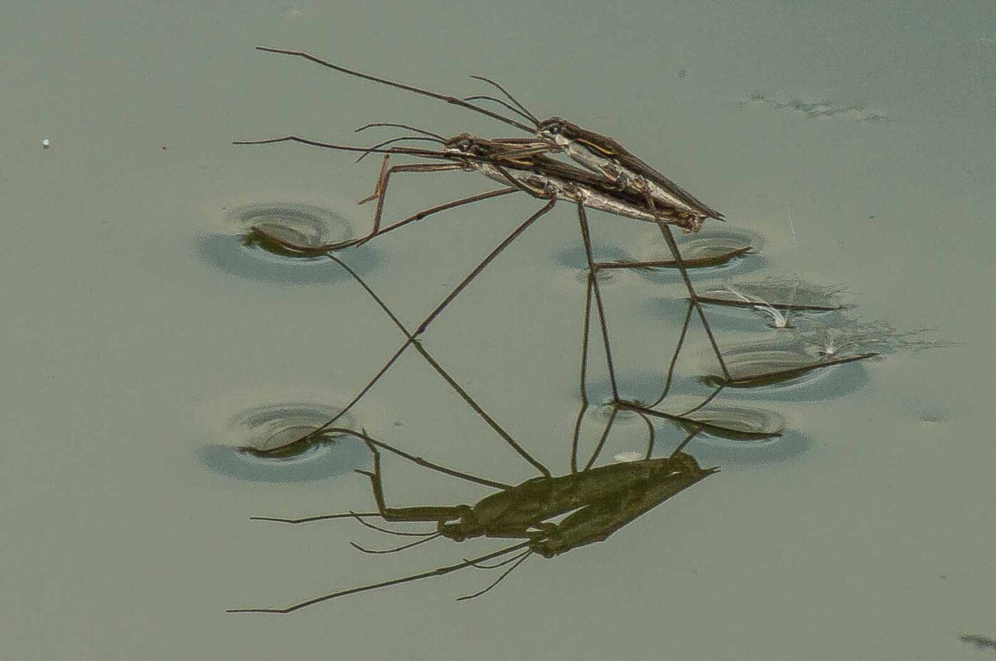 2017-08-13 - NSG Halde Pluto-Wilhelm HER-Wanne