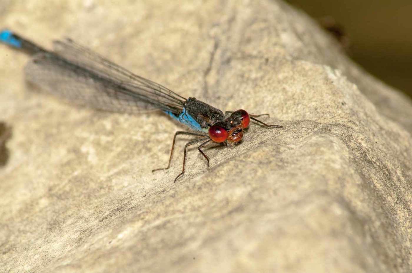 2017-08-13 - NSG Halde Pluto-Wilhelm HER-Wanne