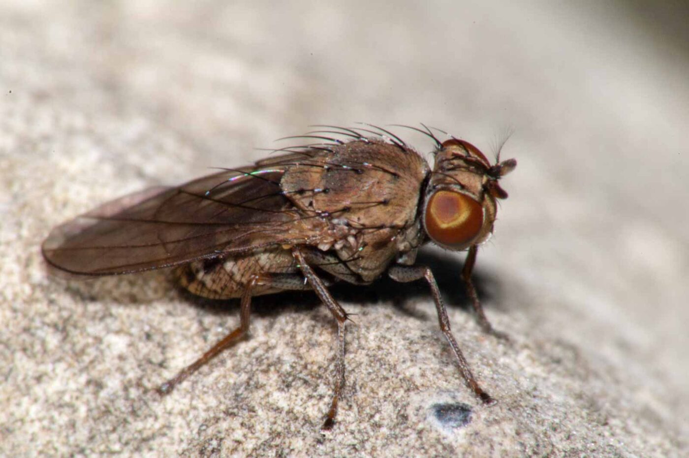 2017-08-13 - NSG Halde Pluto-Wilhelm HER-Wanne