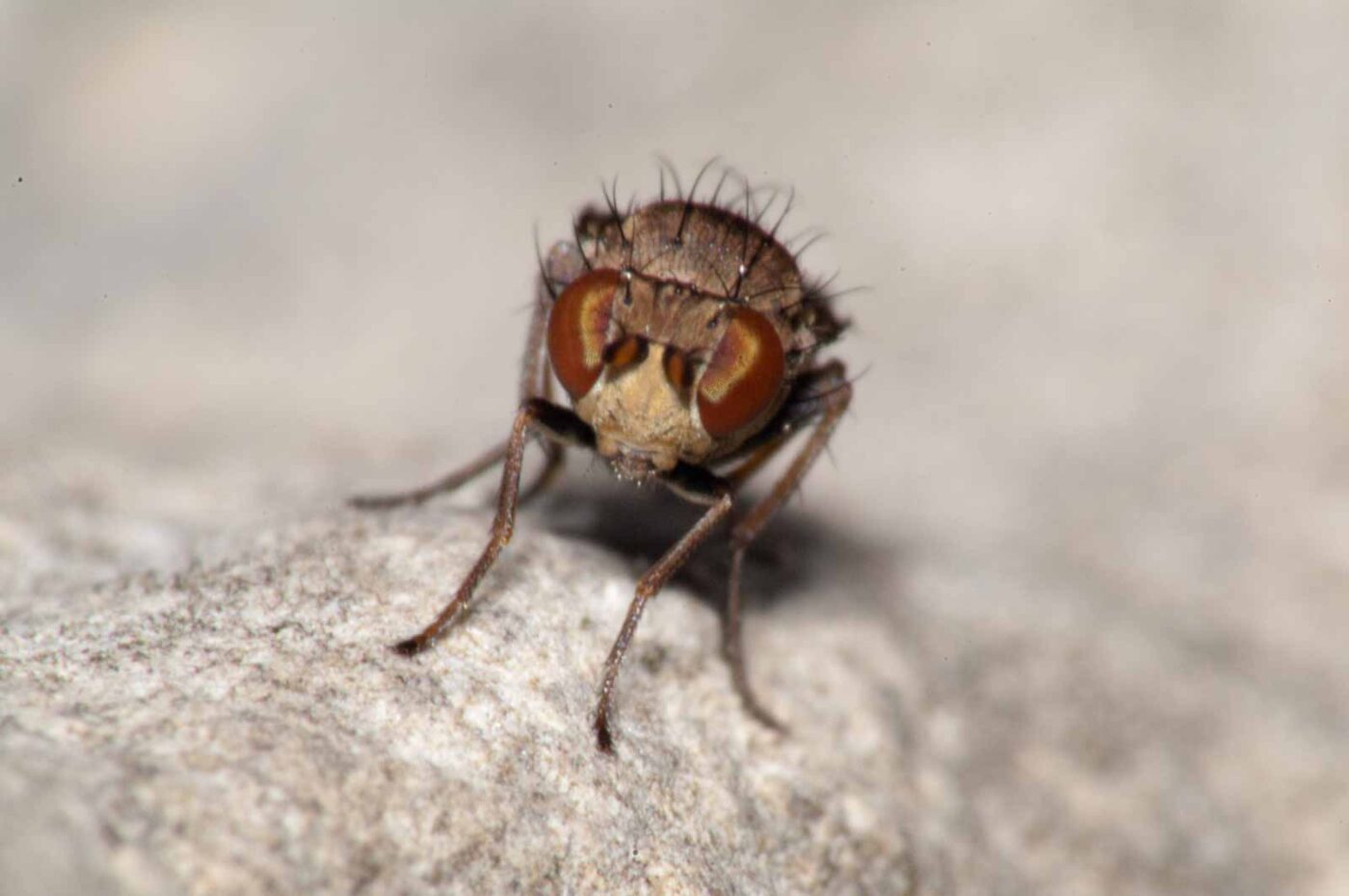 2017-08-13 - NSG Halde Pluto-Wilhelm HER-Wanne