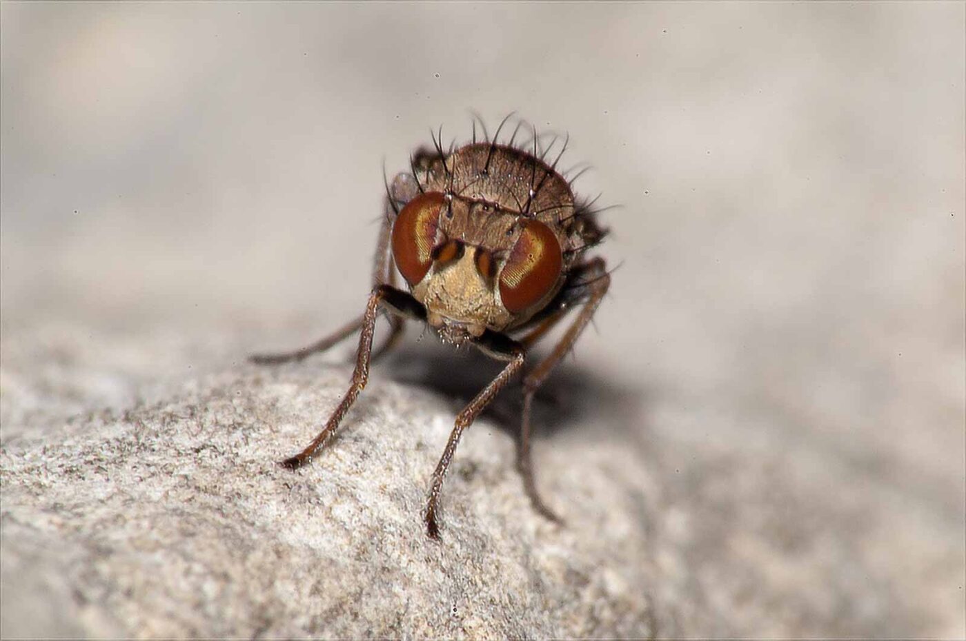 2017-08-13 - NSG Halde Pluto-Wilhelm HER-Wanne