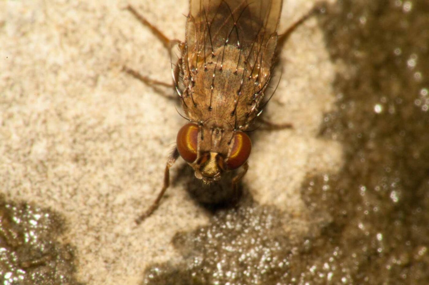 2017-08-13 - NSG Halde Pluto-Wilhelm HER-Wanne