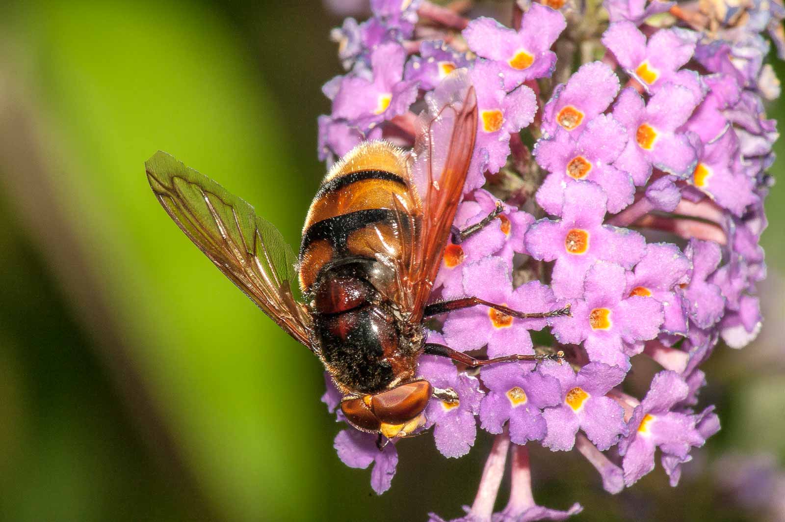 °hornissenschwebfliege°