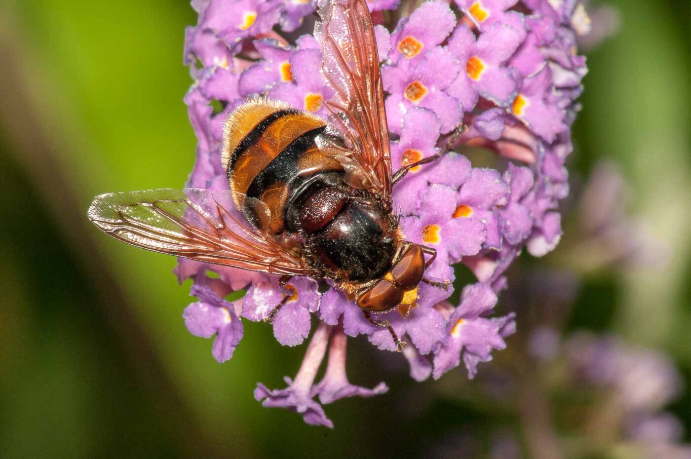 2017-08-13 - NSG Halde Pluto-Wilhelm HER-Wanne