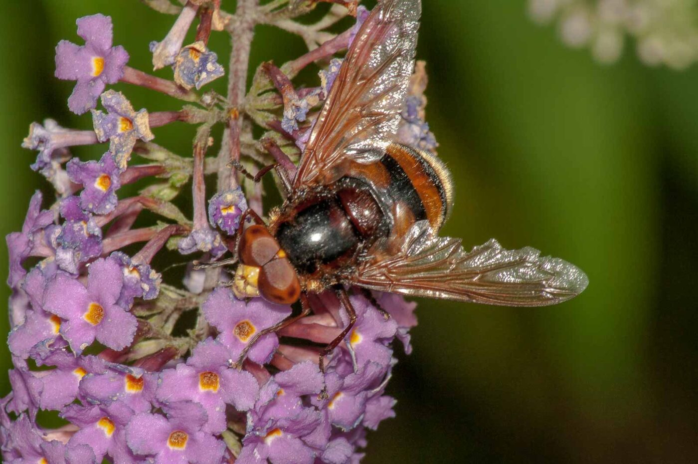 2017-08-13 - NSG Halde Pluto-Wilhelm HER-Wanne