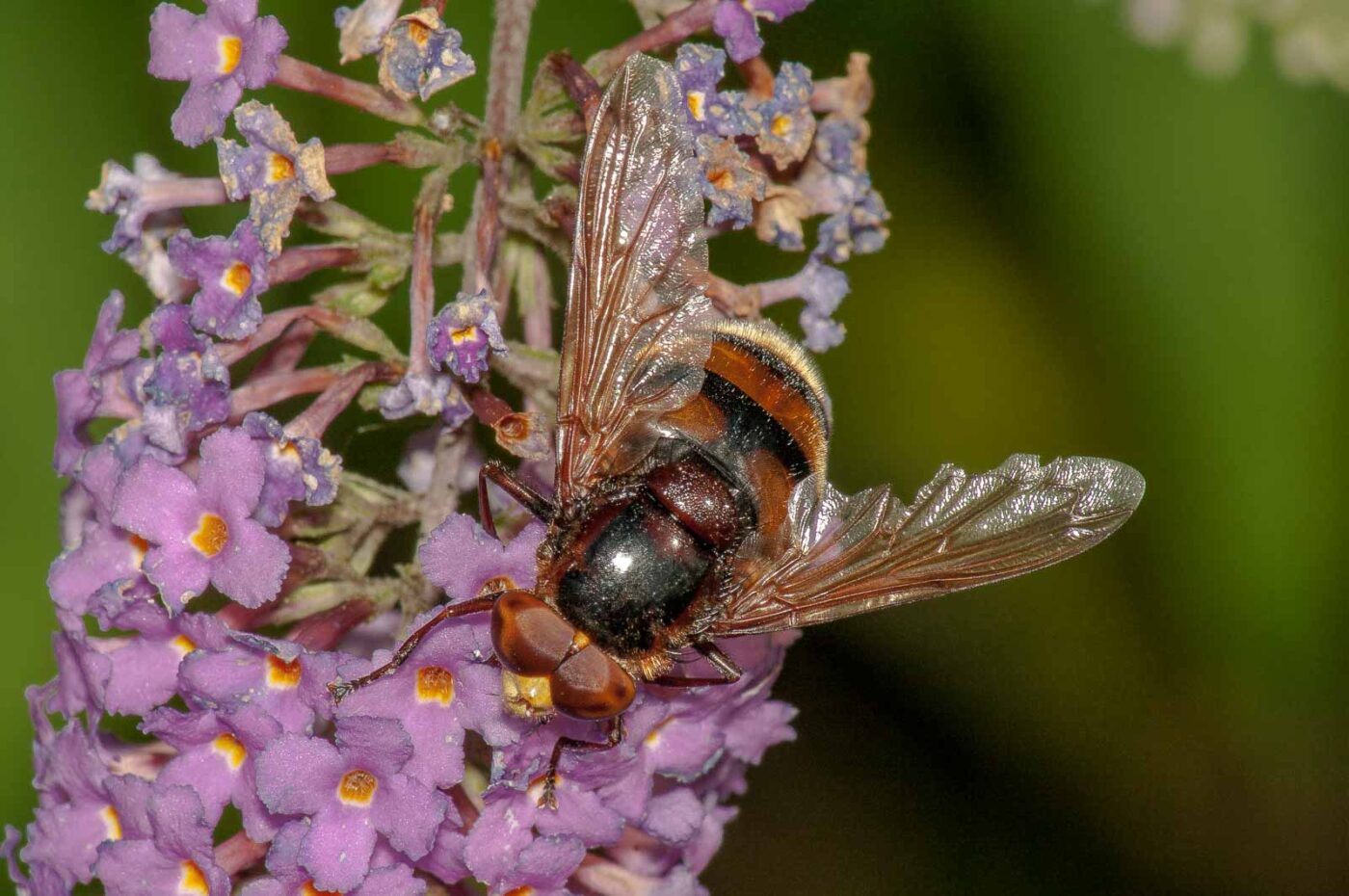 2017-08-13 - NSG Halde Pluto-Wilhelm HER-Wanne
