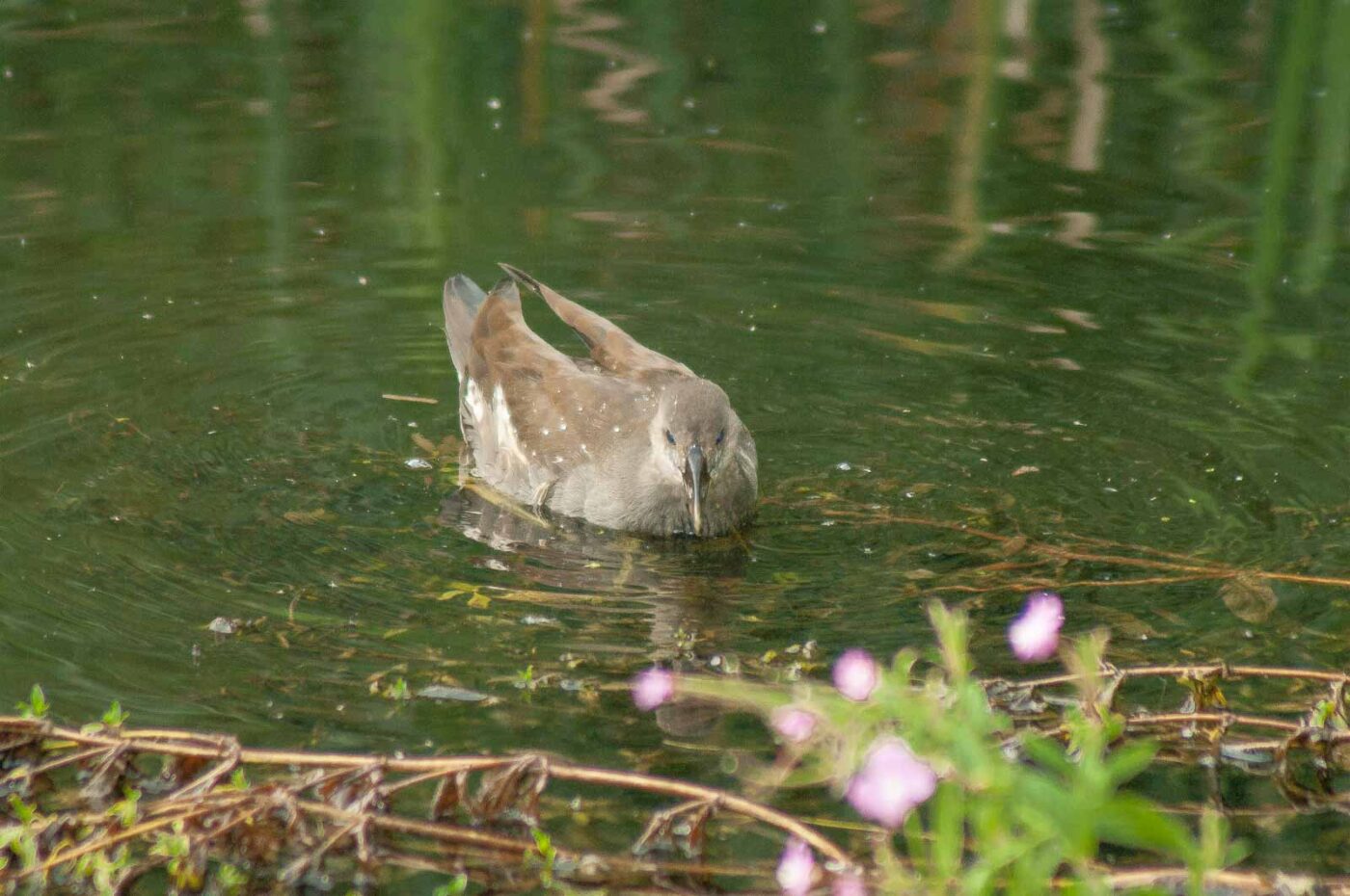 2017-08-13 - NSG Halde Pluto-Wilhelm HER-Wanne