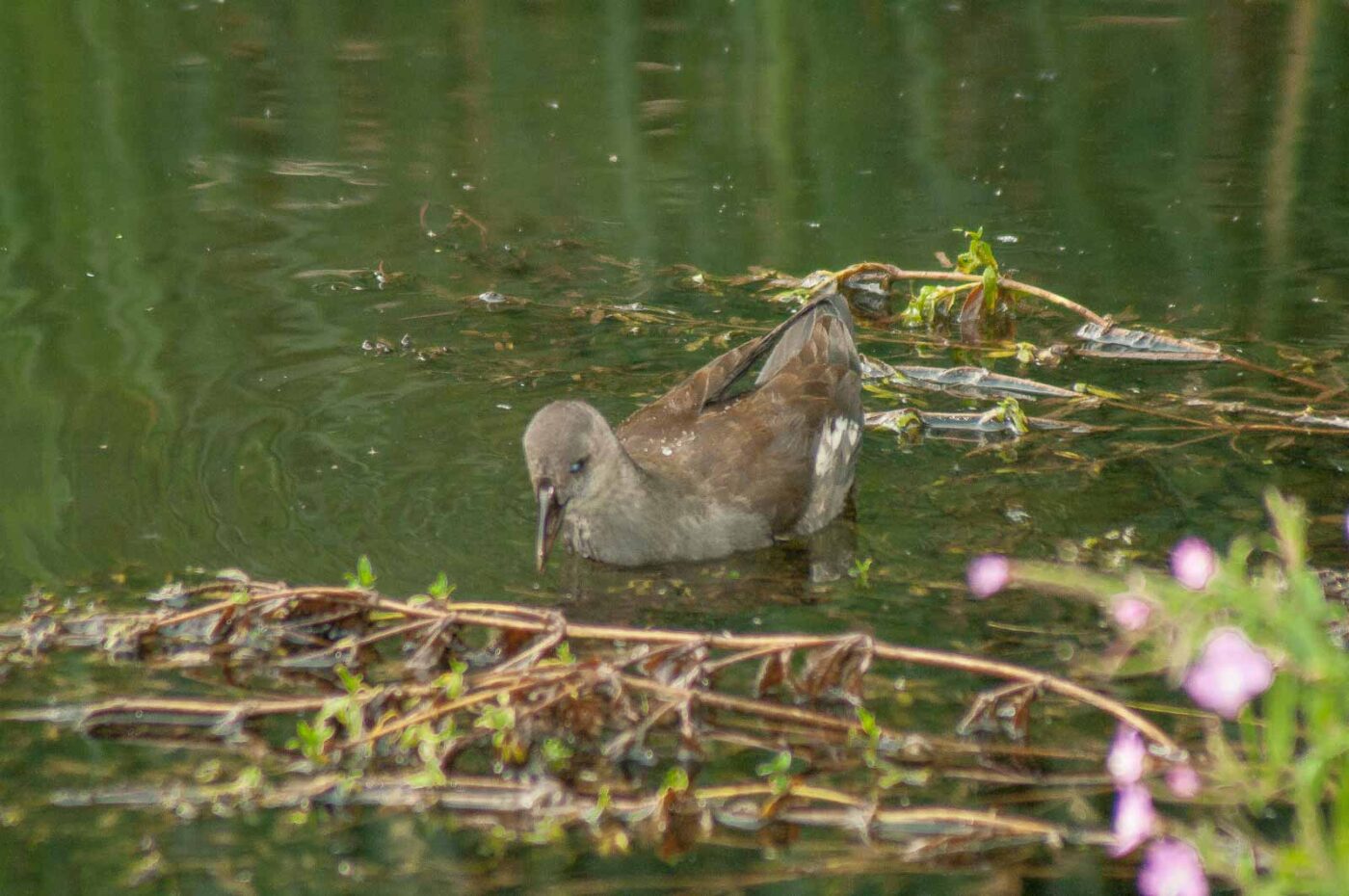 2017-08-13 - NSG Halde Pluto-Wilhelm HER-Wanne