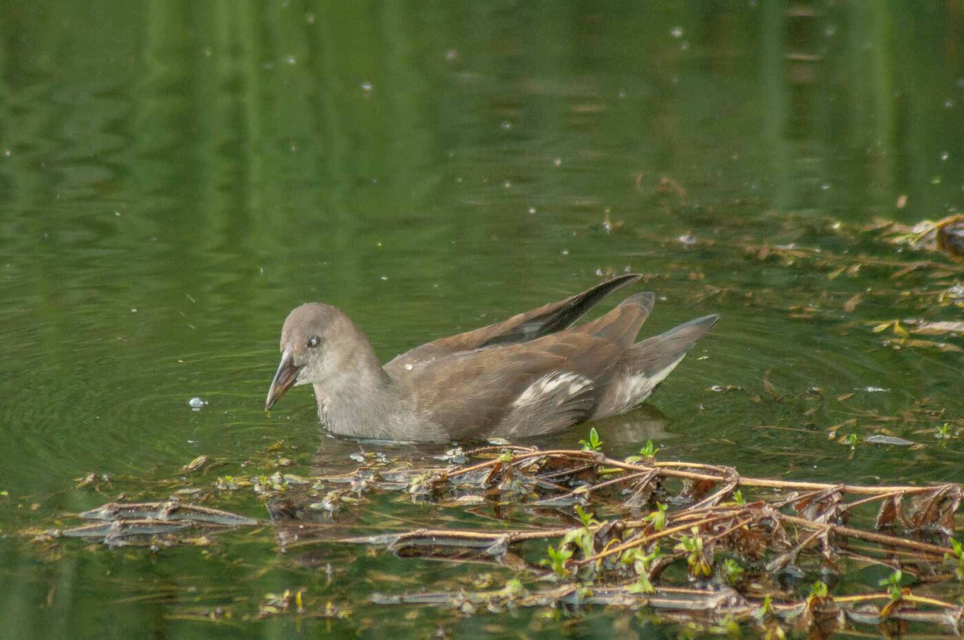2017-08-13 - NSG Halde Pluto-Wilhelm HER-Wanne