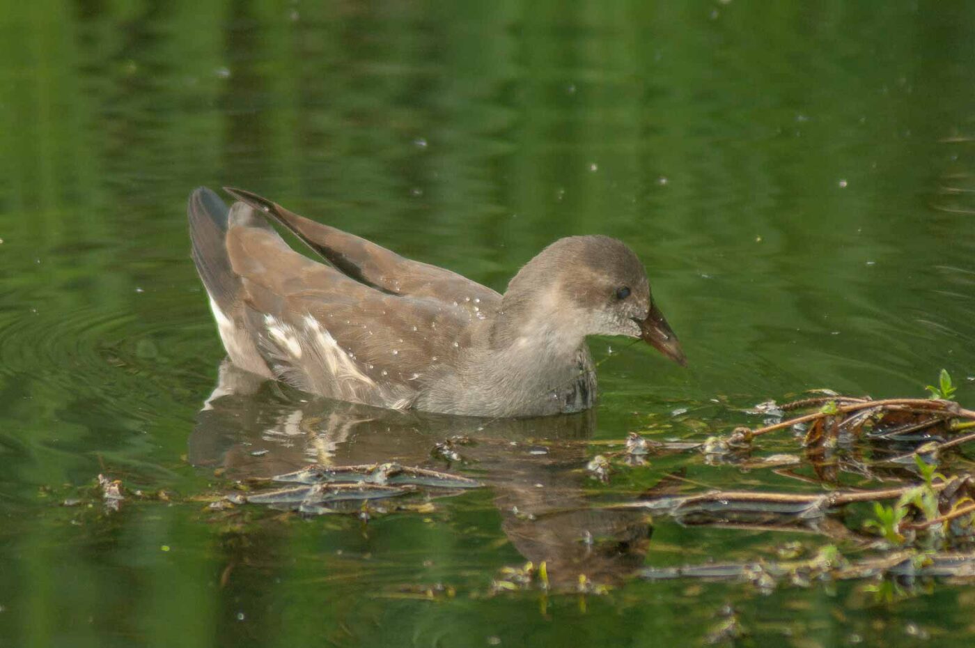 2017-08-13 - NSG Halde Pluto-Wilhelm HER-Wanne