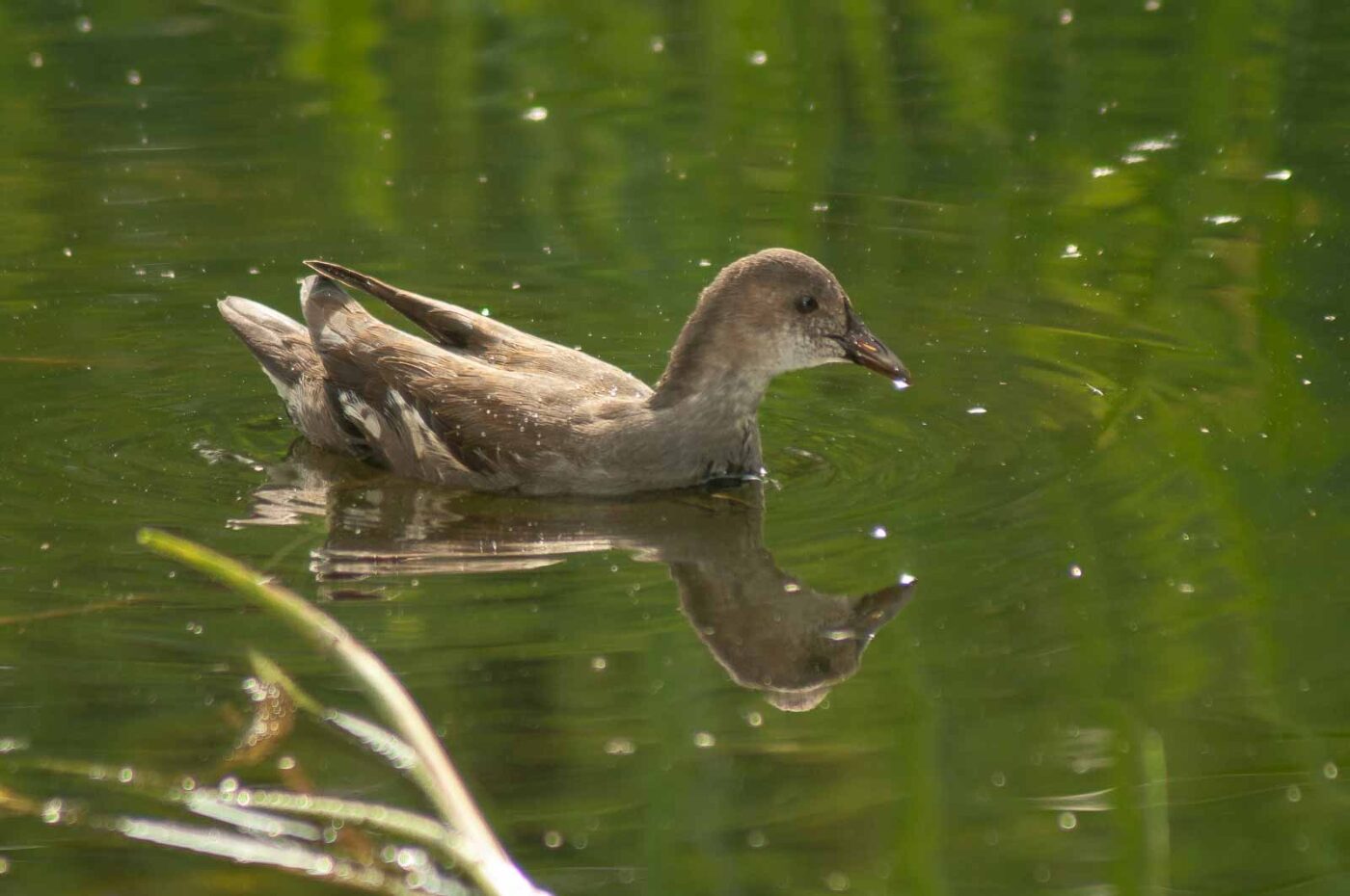 2017-08-13 - NSG Halde Pluto-Wilhelm HER-Wanne