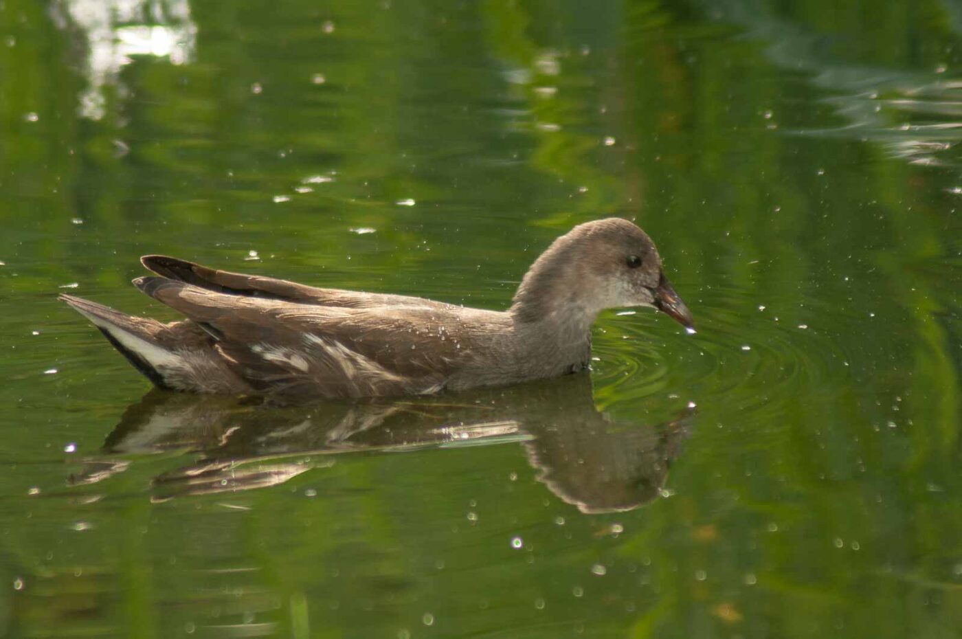2017-08-13 - NSG Halde Pluto-Wilhelm HER-Wanne