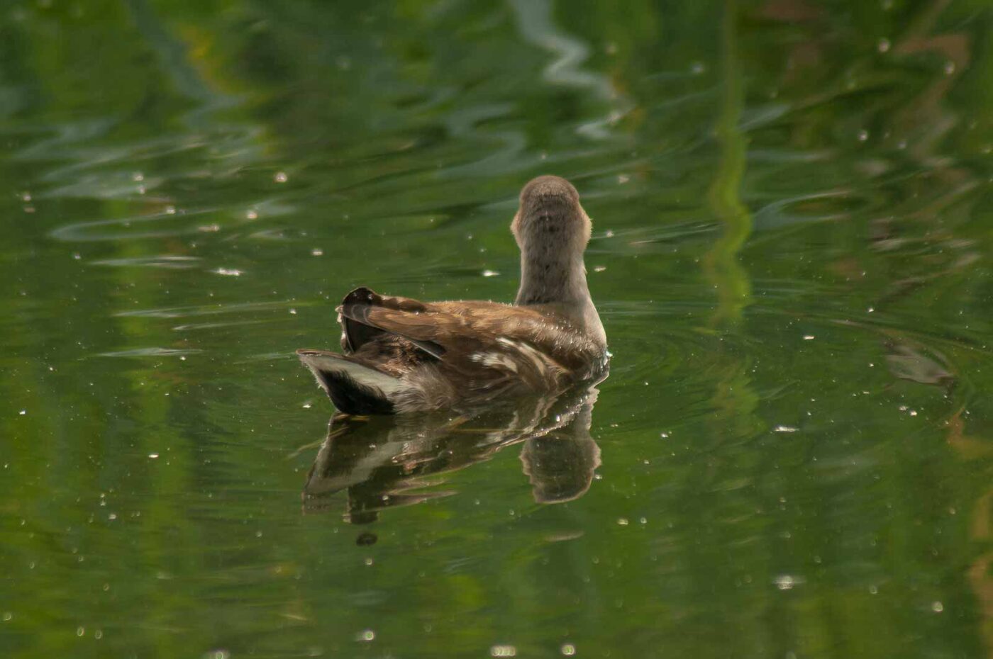 2017-08-13 - NSG Halde Pluto-Wilhelm HER-Wanne