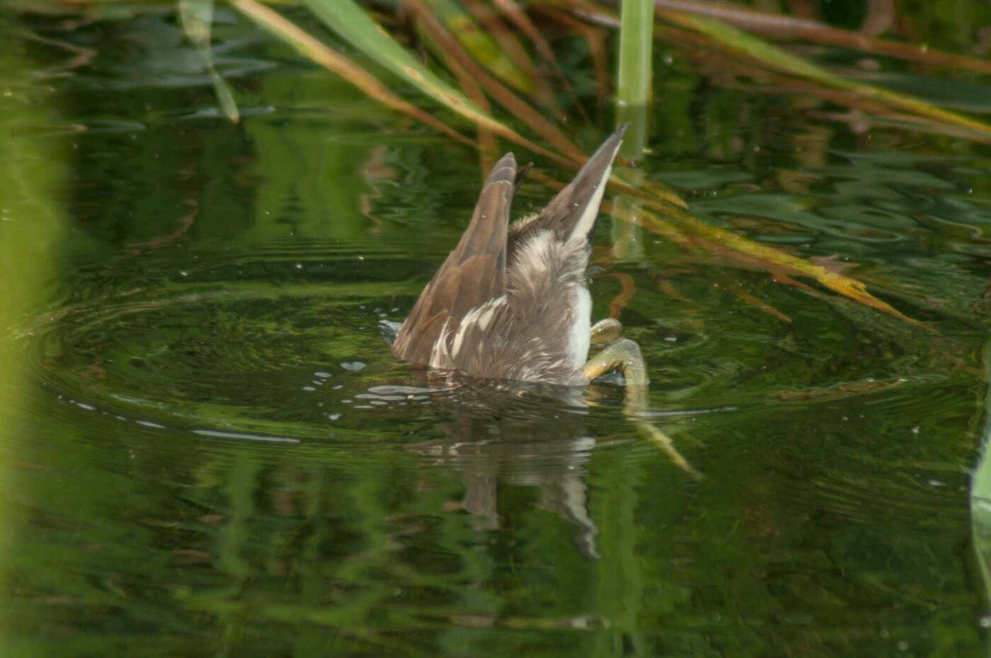 2017-08-13 - NSG Halde Pluto-Wilhelm HER-Wanne