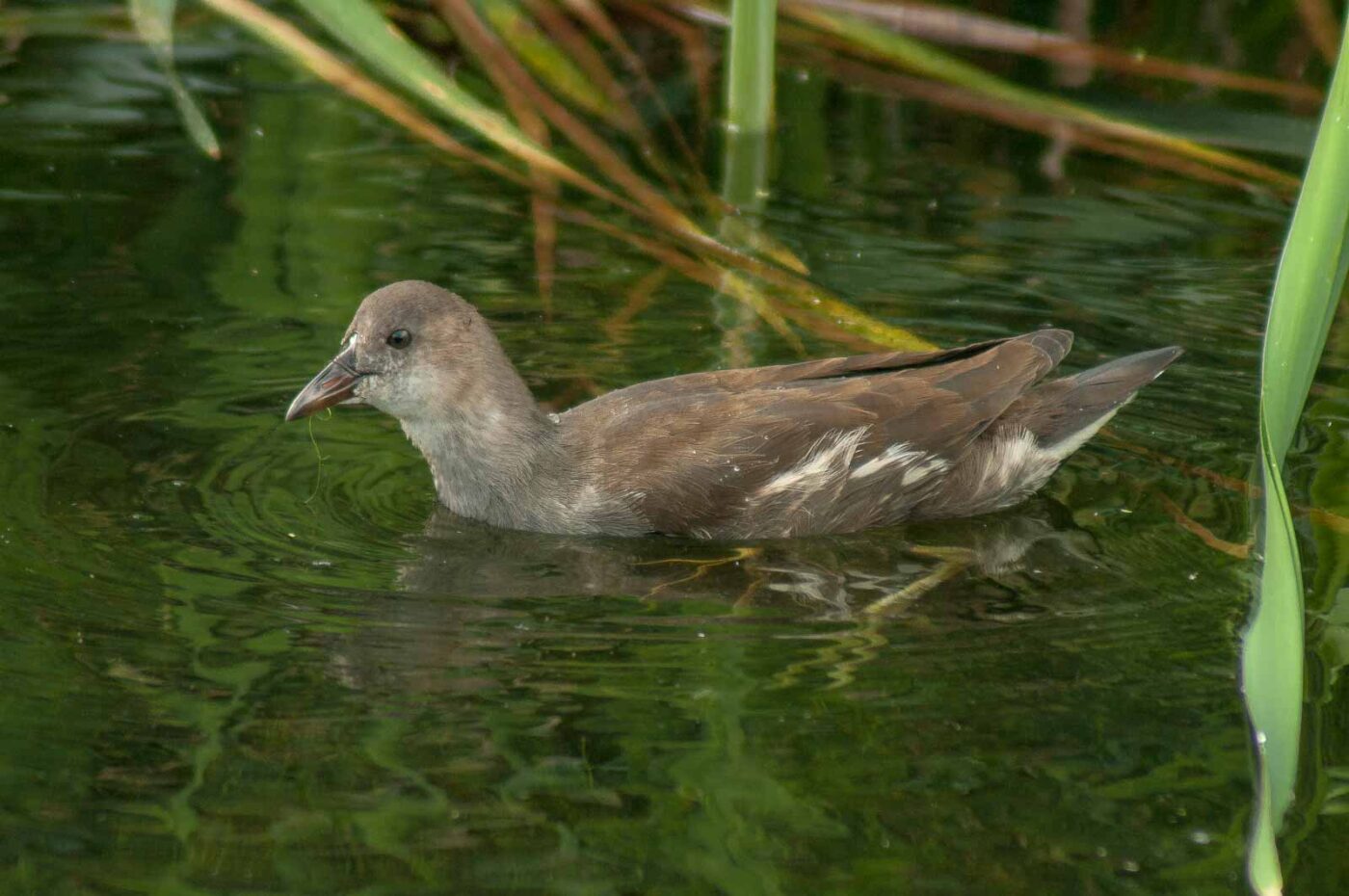 2017-08-13 - NSG Halde Pluto-Wilhelm HER-Wanne