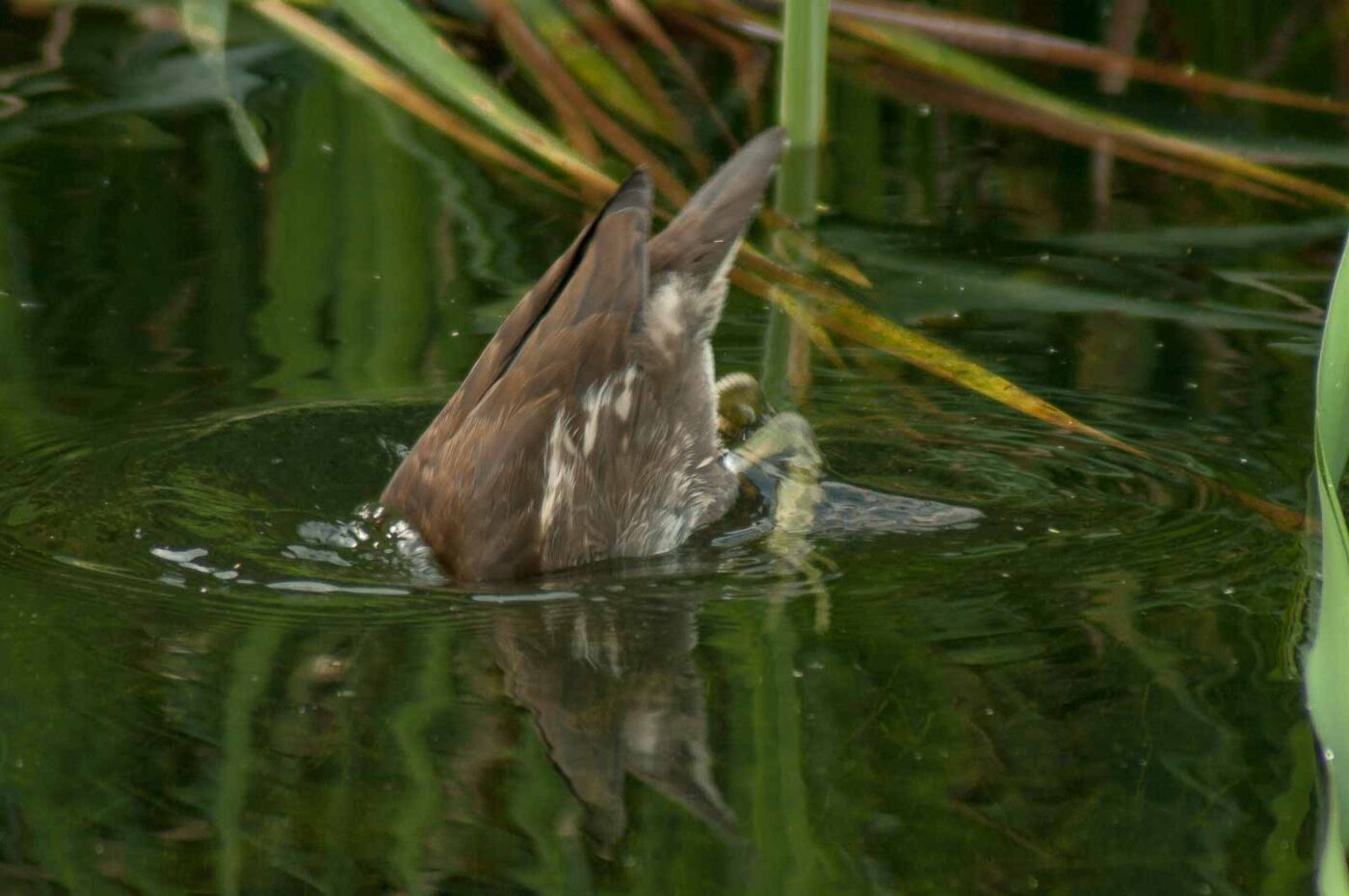 2017-08-13 - NSG Halde Pluto-Wilhelm HER-Wanne