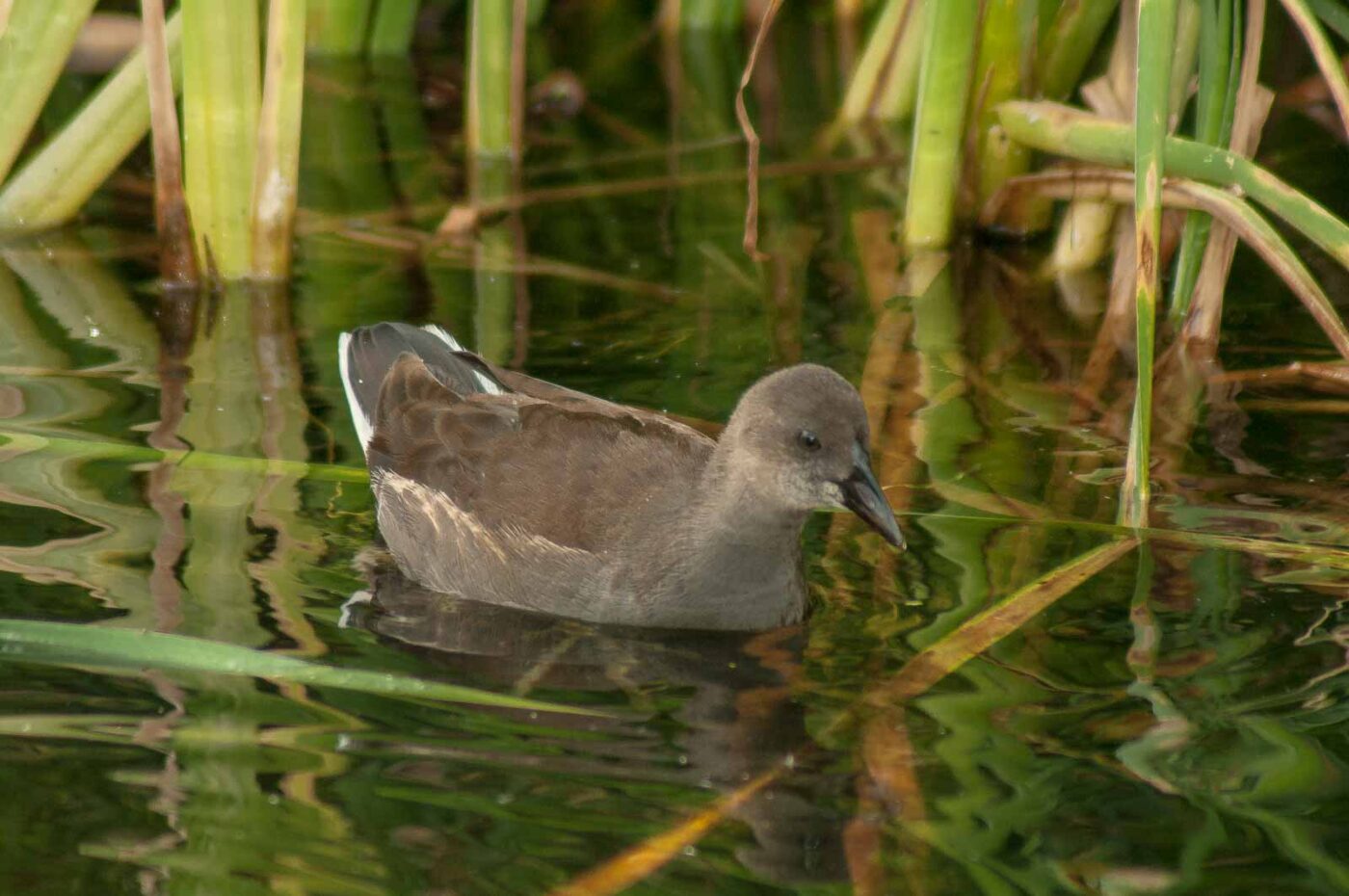 2017-08-13 - NSG Halde Pluto-Wilhelm HER-Wanne