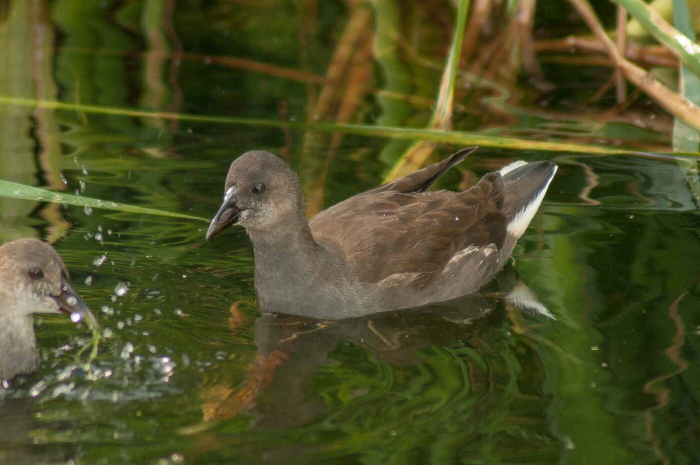 2017-08-13 - NSG Halde Pluto-Wilhelm HER-Wanne