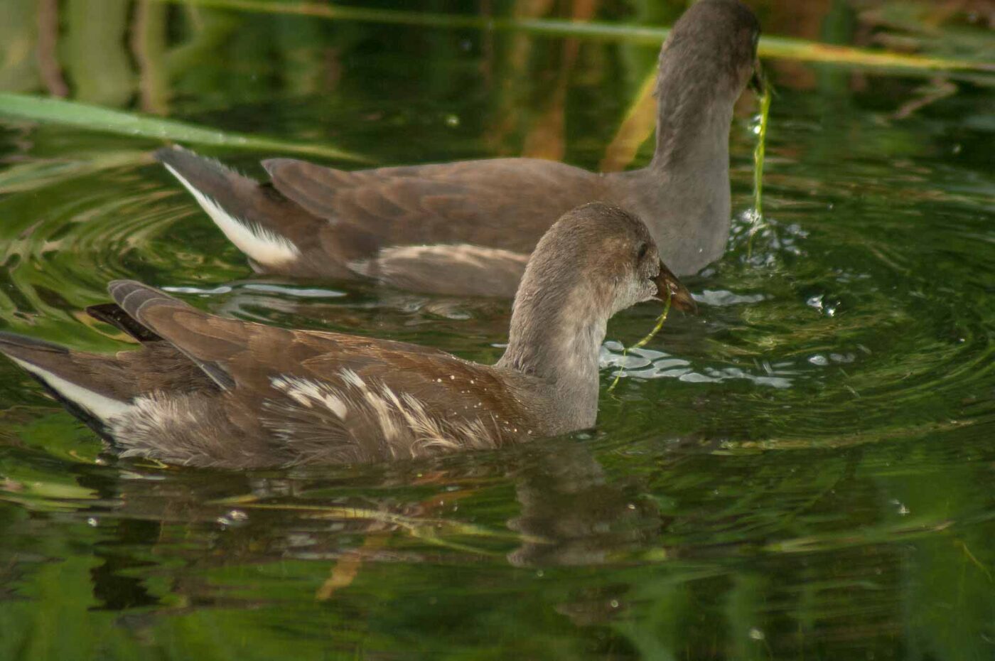 2017-08-13 - NSG Halde Pluto-Wilhelm HER-Wanne