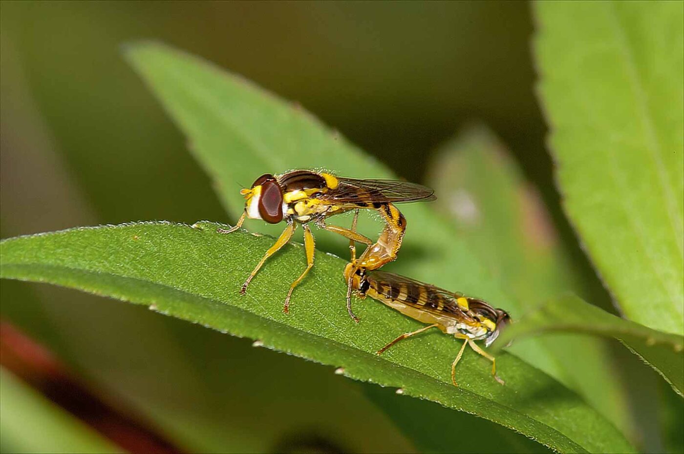 2017-08-13 - NSG Halde Pluto-Wilhelm HER-Wanne