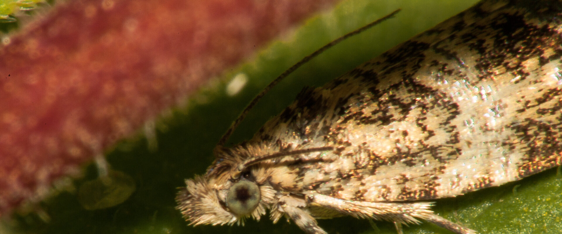 °celypha lacunana°