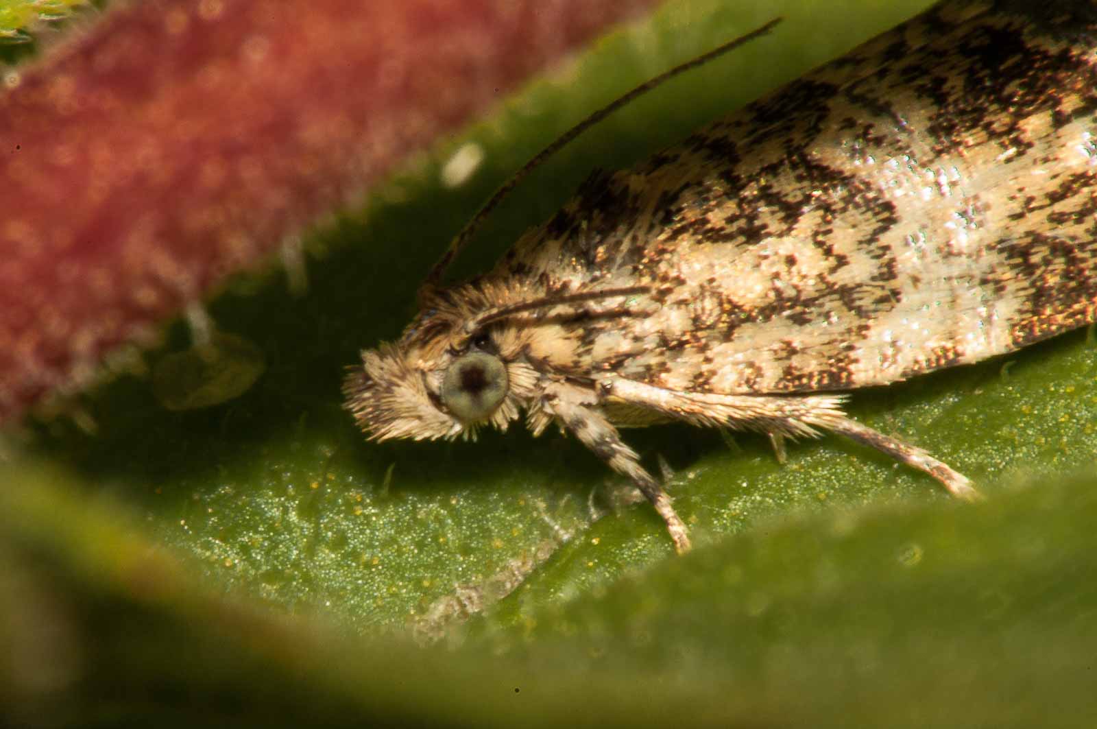 °celypha lacunana°