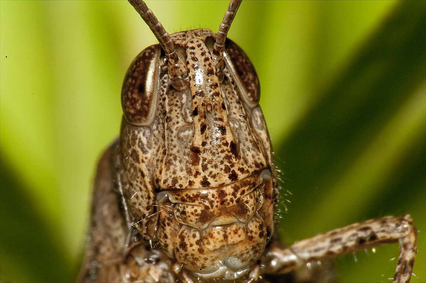 2017-08-13 - NSG Halde Pluto-Wilhelm HER-Wanne