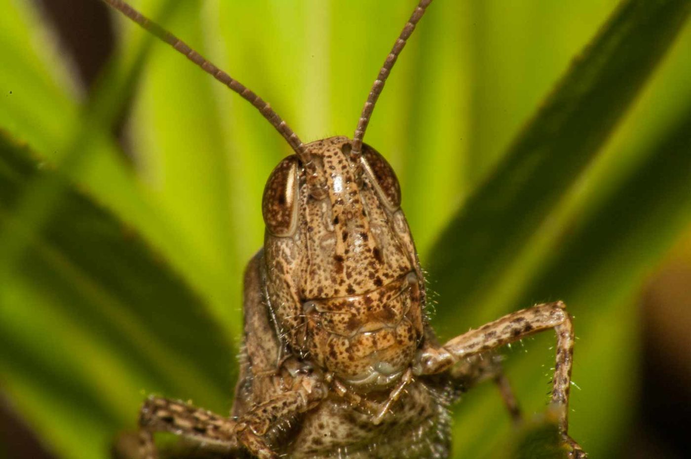 2017-08-13 - NSG Halde Pluto-Wilhelm HER-Wanne