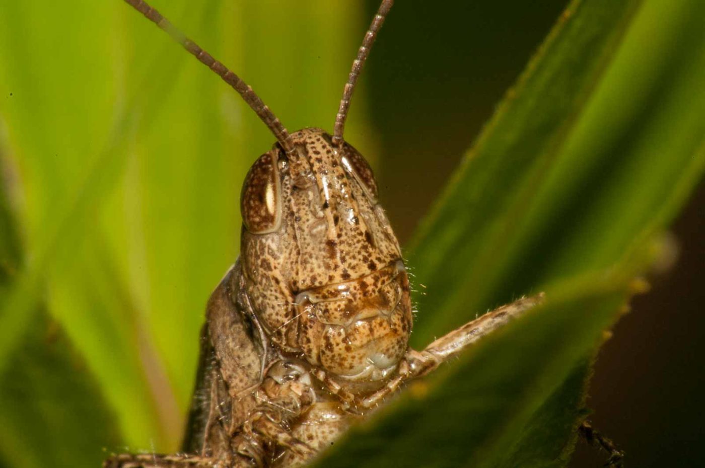 2017-08-13 - NSG Halde Pluto-Wilhelm HER-Wanne