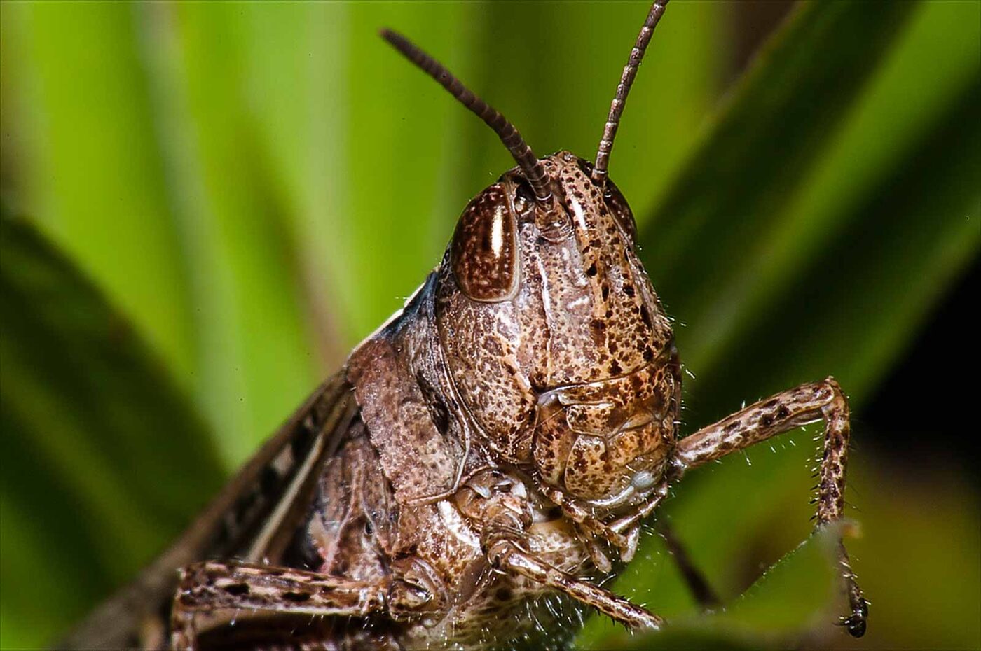 2017-08-13 - NSG Halde Pluto-Wilhelm HER-Wanne