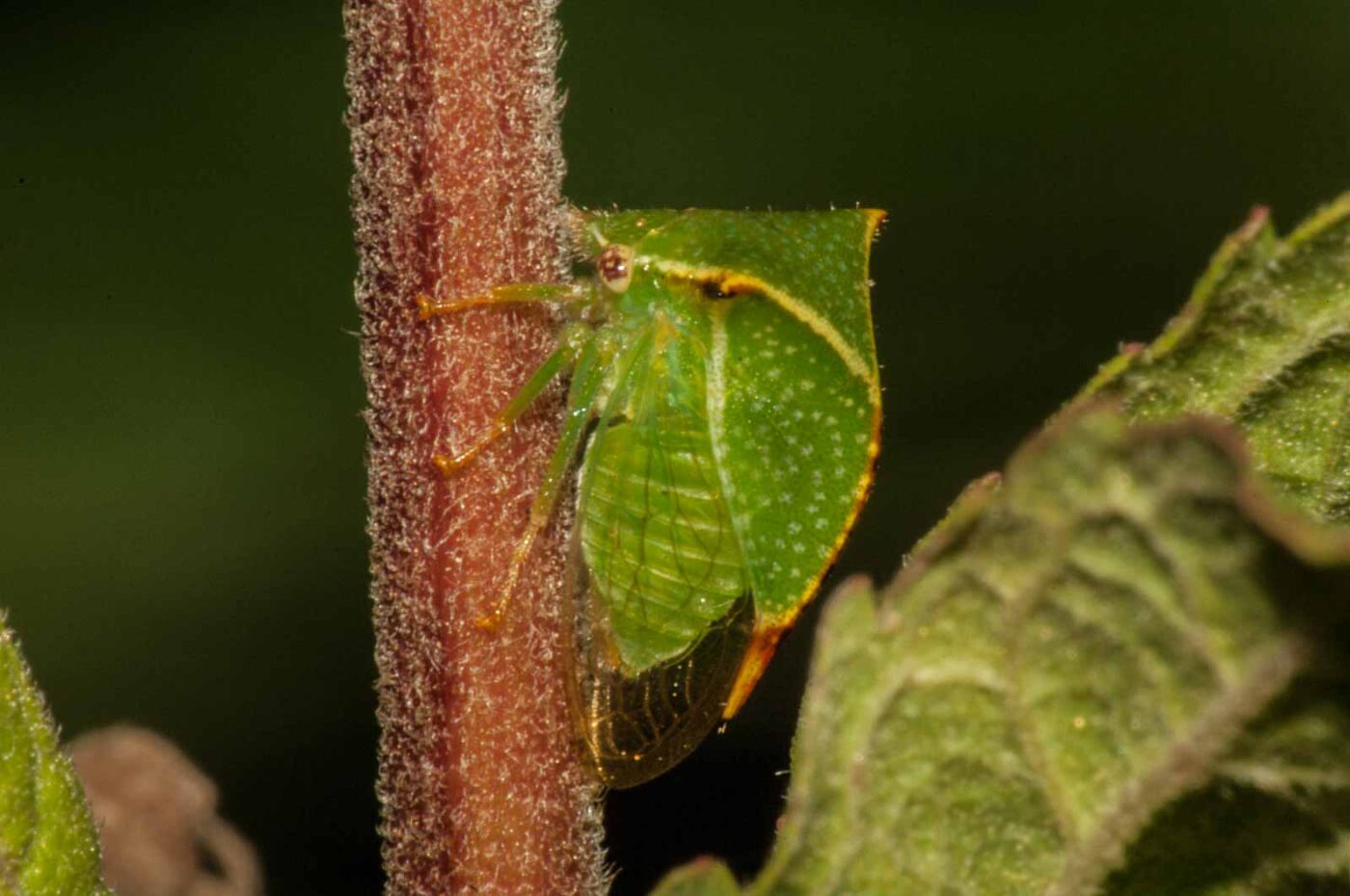 2017-08-13 - NSG Halde Pluto-Wilhelm HER-Wanne