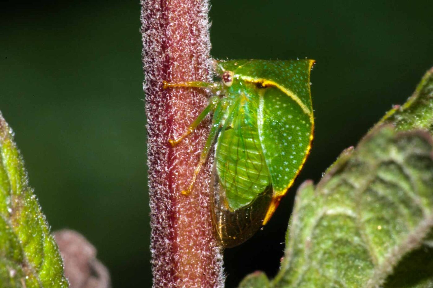 2017-08-13 - NSG Halde Pluto-Wilhelm HER-Wanne