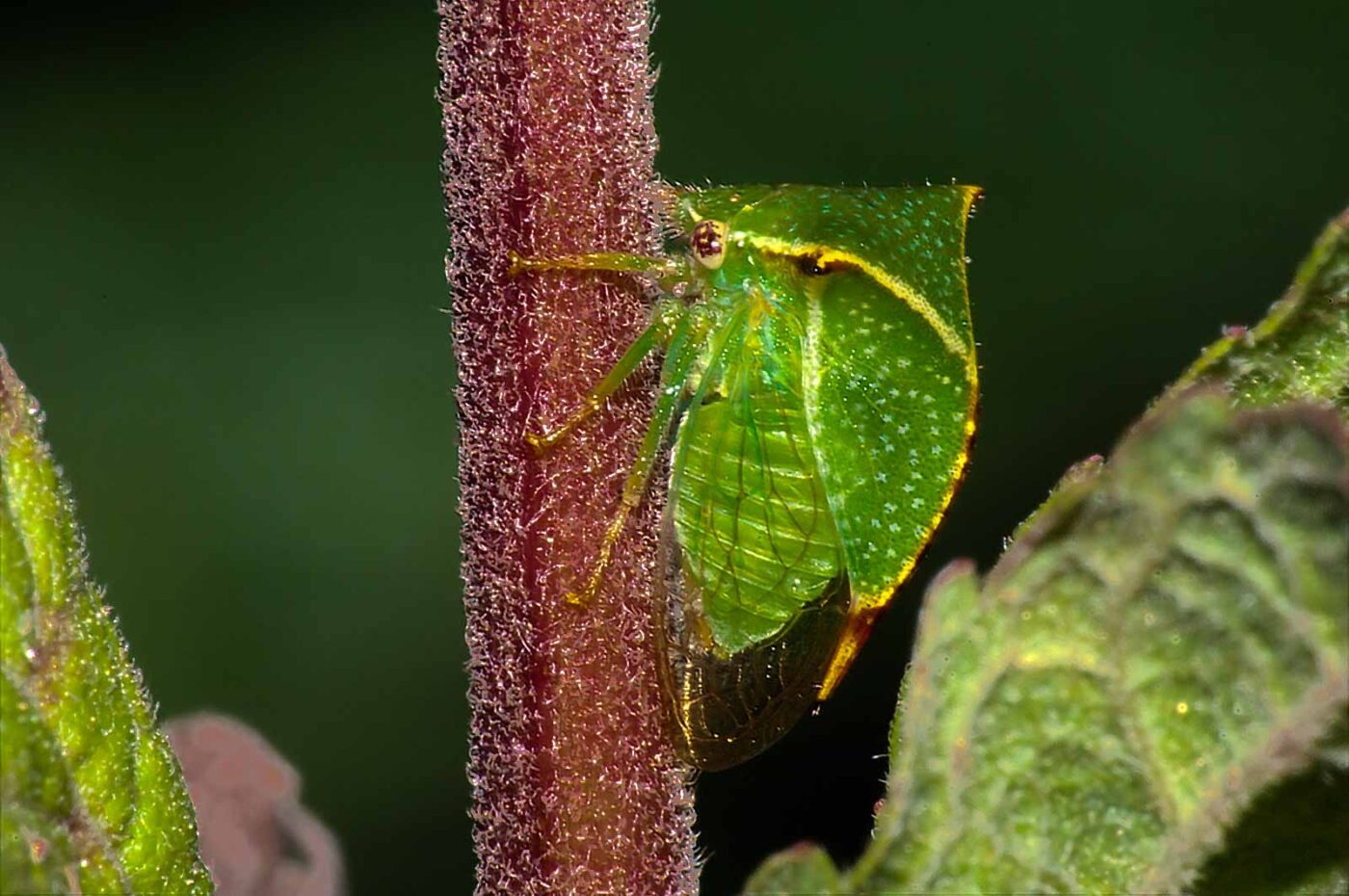 2017-08-13 - NSG Halde Pluto-Wilhelm HER-Wanne