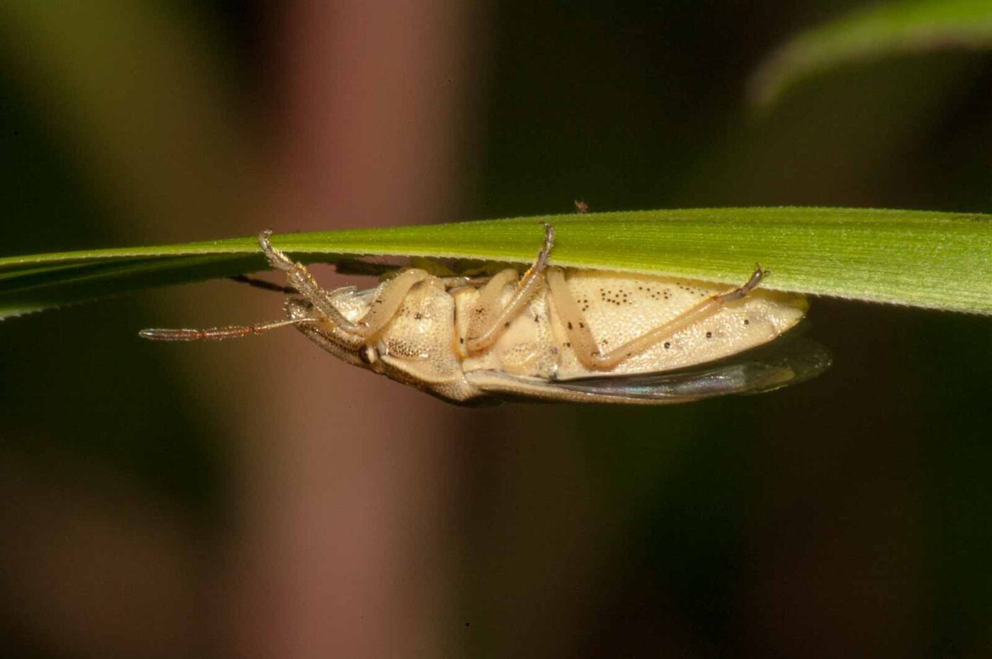 2017-08-13 - NSG Halde Pluto-Wilhelm HER-Wanne
