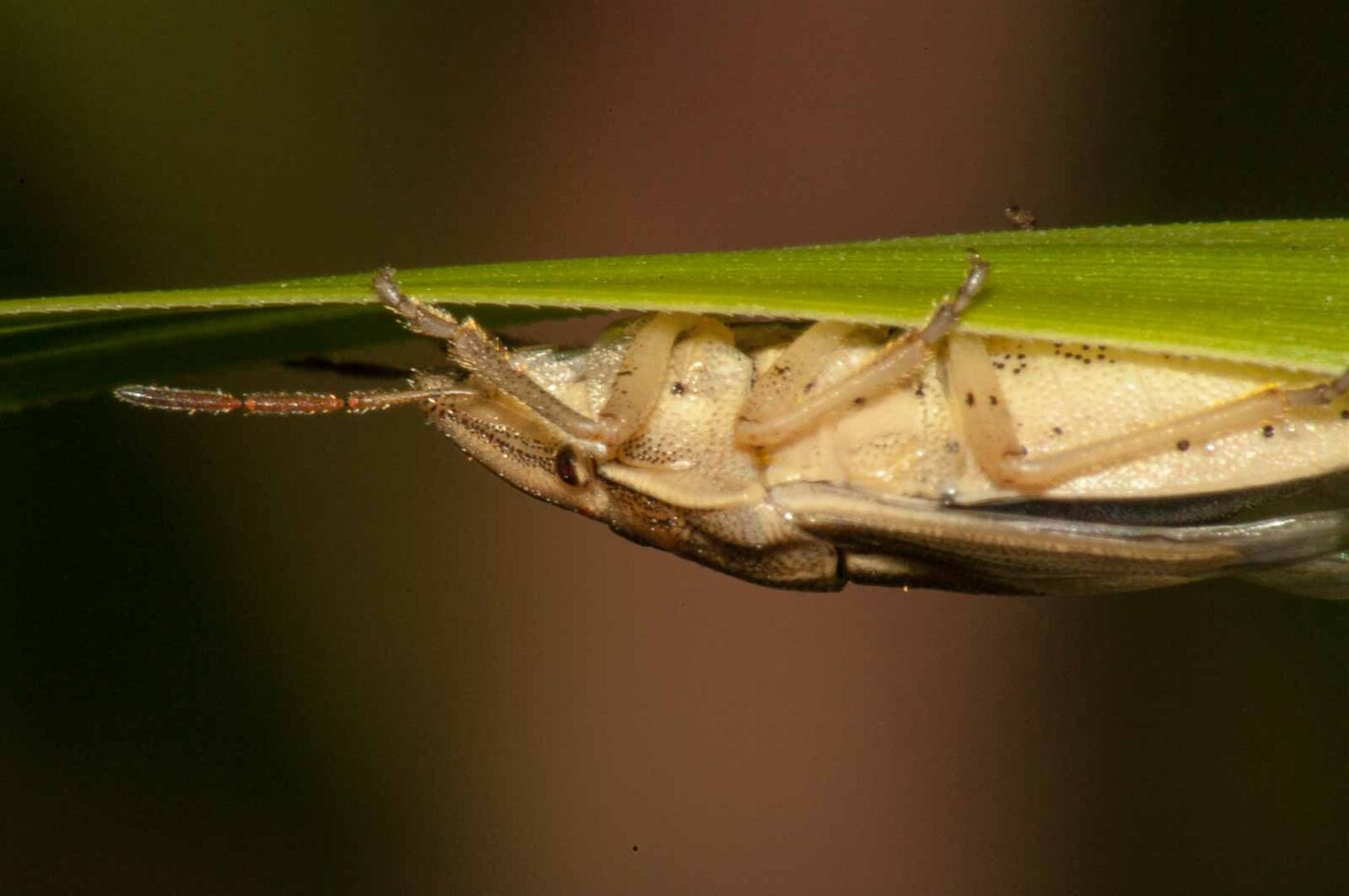 2017-08-13 - NSG Halde Pluto-Wilhelm HER-Wanne