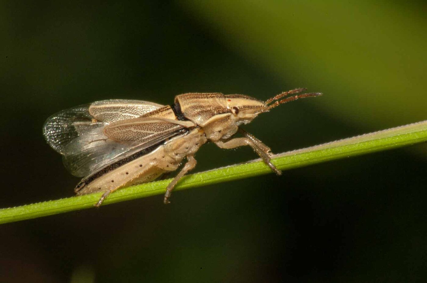 2017-08-13 - NSG Halde Pluto-Wilhelm HER-Wanne