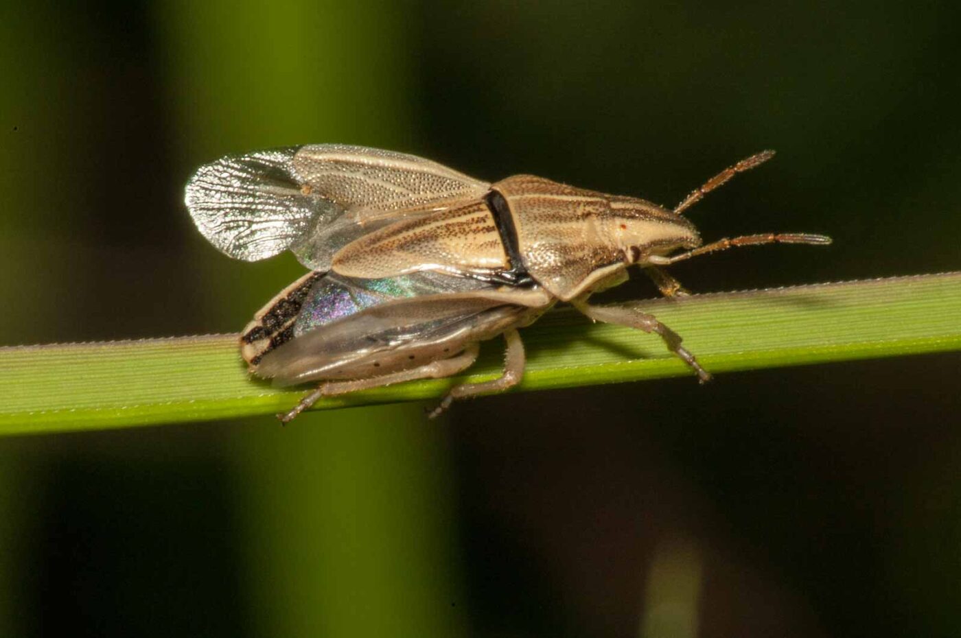 2017-08-13 - NSG Halde Pluto-Wilhelm HER-Wanne
