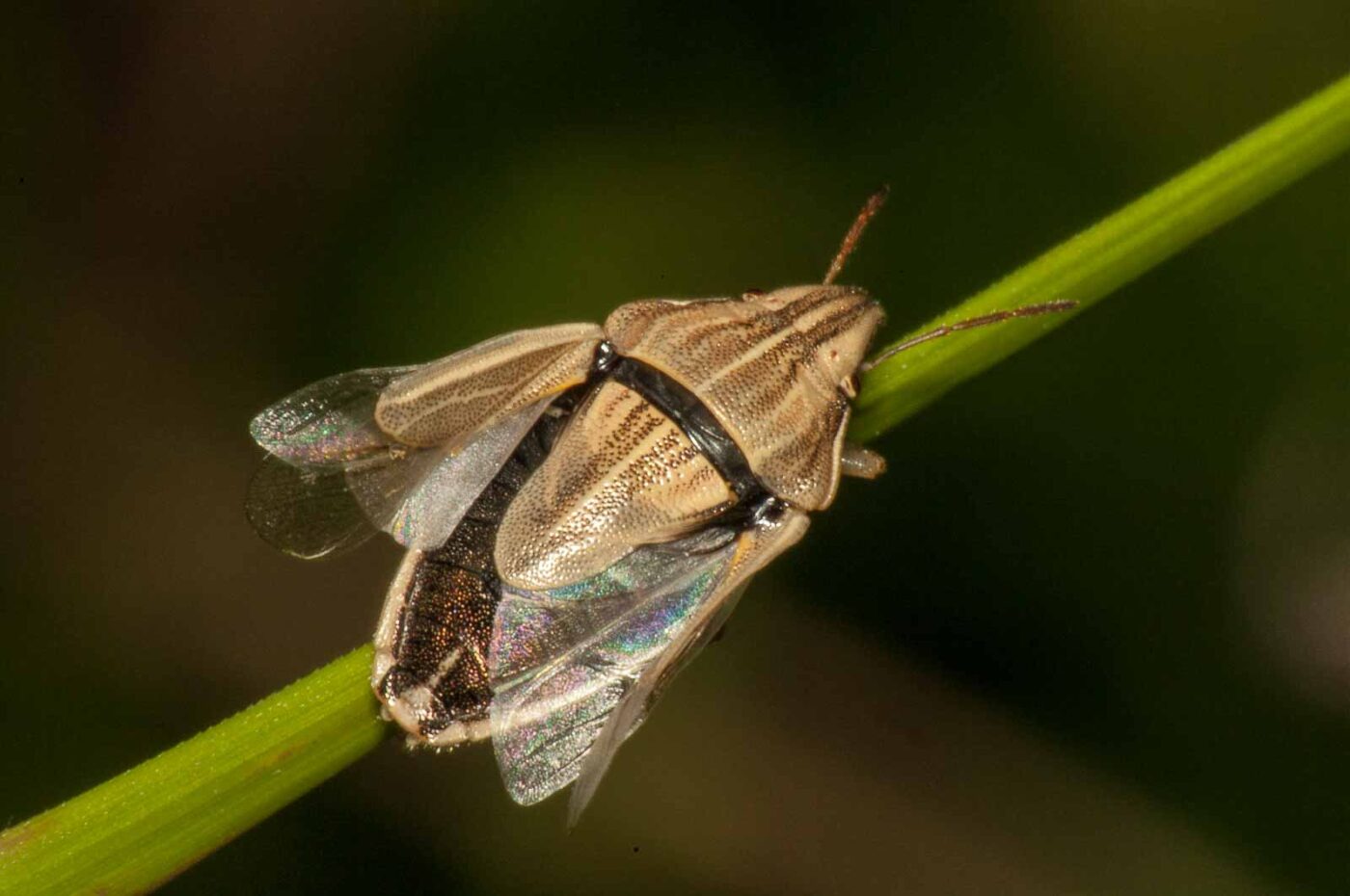 2017-08-13 - NSG Halde Pluto-Wilhelm HER-Wanne