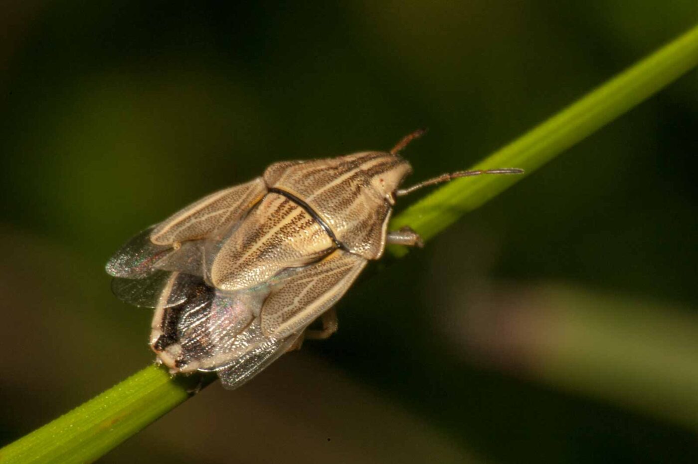 2017-08-13 - NSG Halde Pluto-Wilhelm HER-Wanne