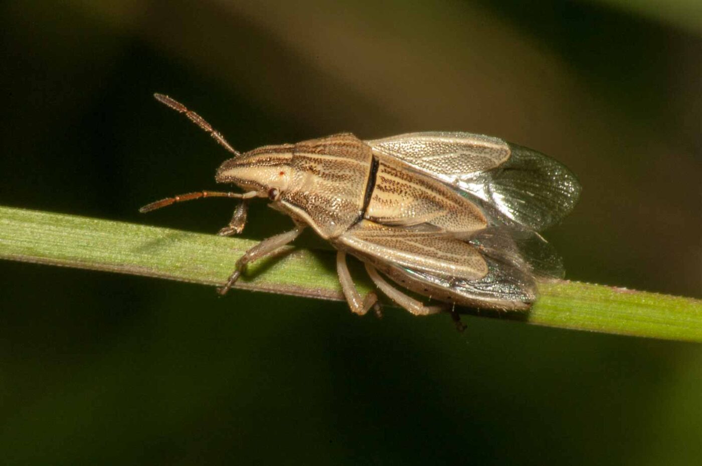 2017-08-13 - NSG Halde Pluto-Wilhelm HER-Wanne