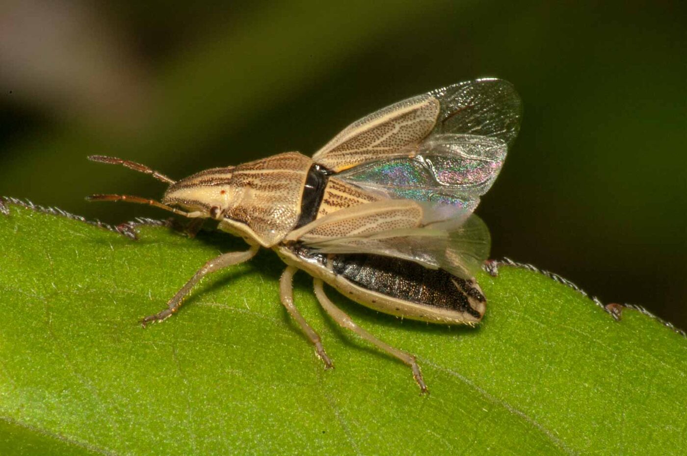 2017-08-13 - NSG Halde Pluto-Wilhelm HER-Wanne