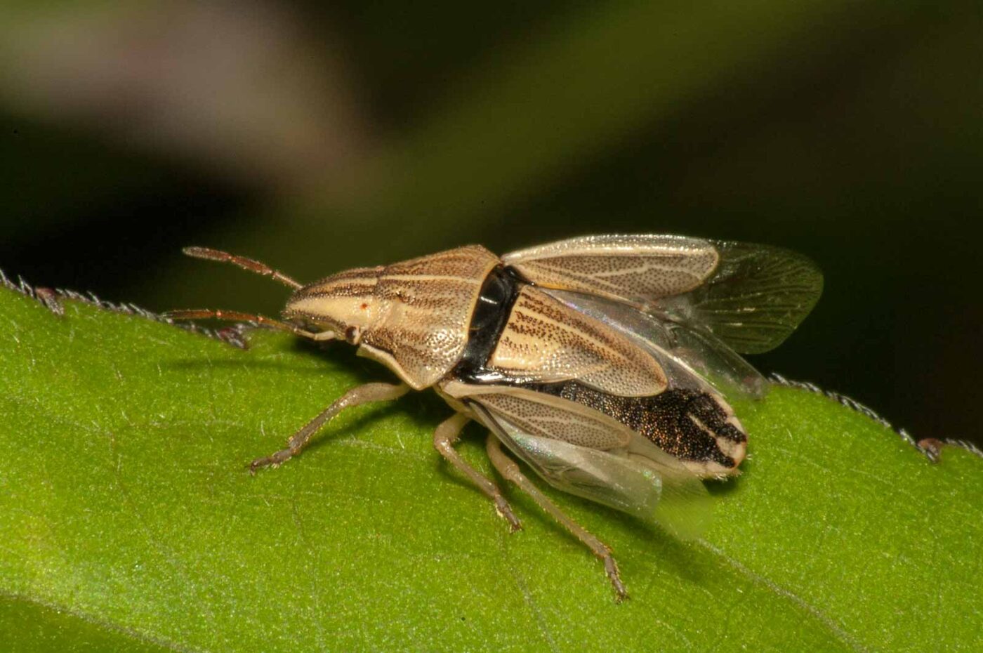 2017-08-13 - NSG Halde Pluto-Wilhelm HER-Wanne