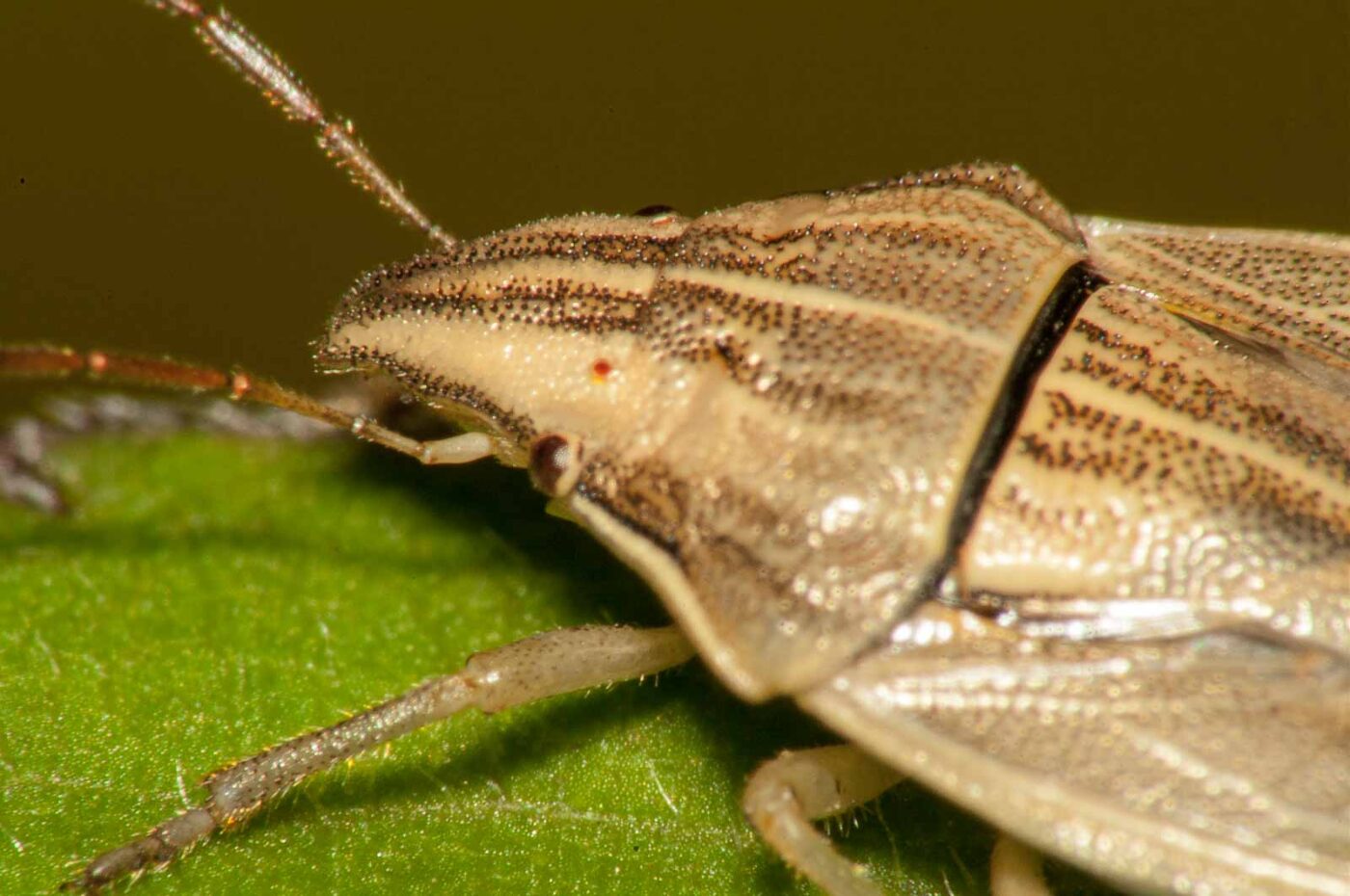 2017-08-13 - NSG Halde Pluto-Wilhelm HER-Wanne