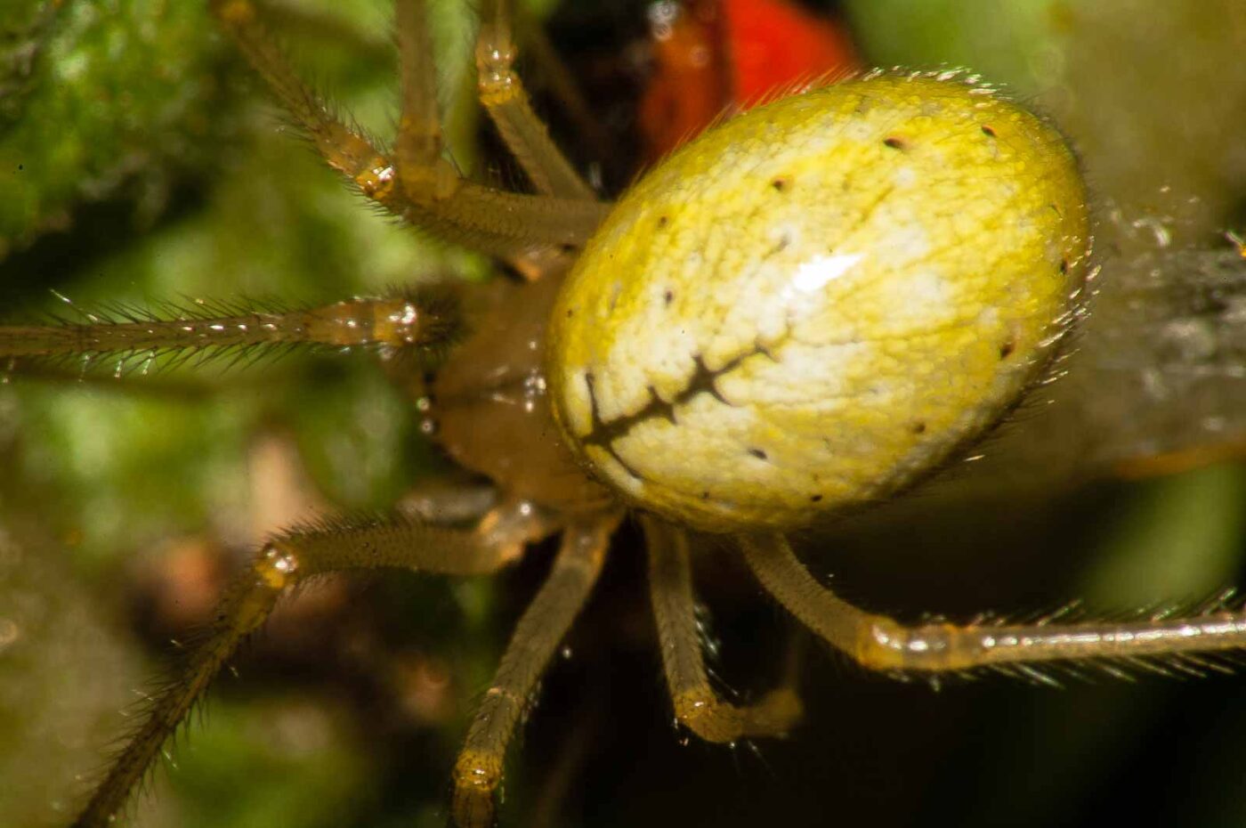 2017-08-13 - NSG Halde Pluto-Wilhelm HER-Wanne