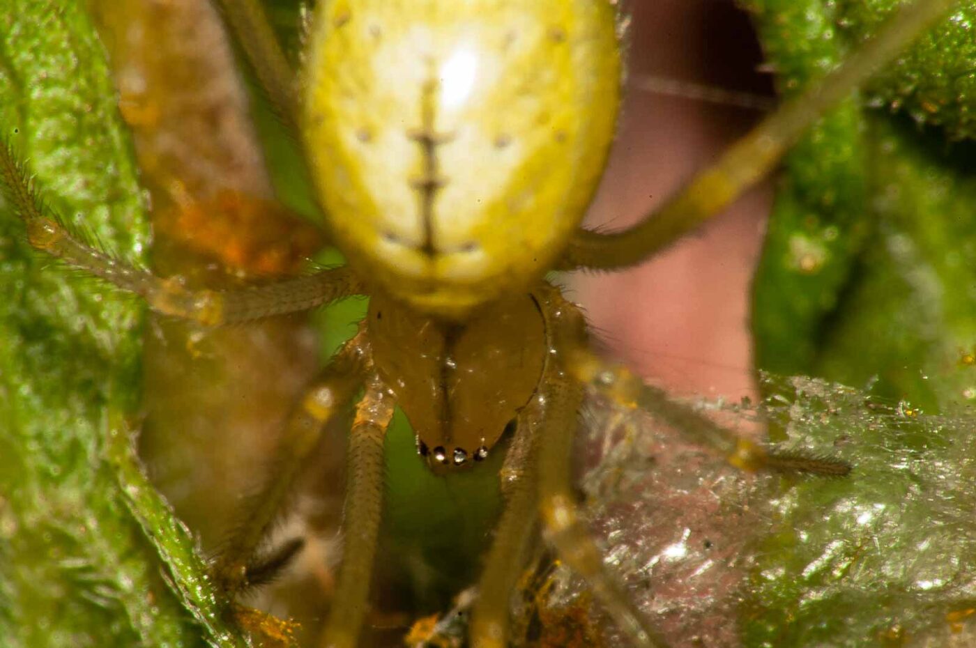 2017-08-13 - NSG Halde Pluto-Wilhelm HER-Wanne