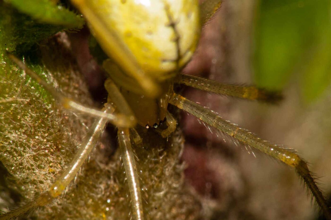 2017-08-13 - NSG Halde Pluto-Wilhelm HER-Wanne