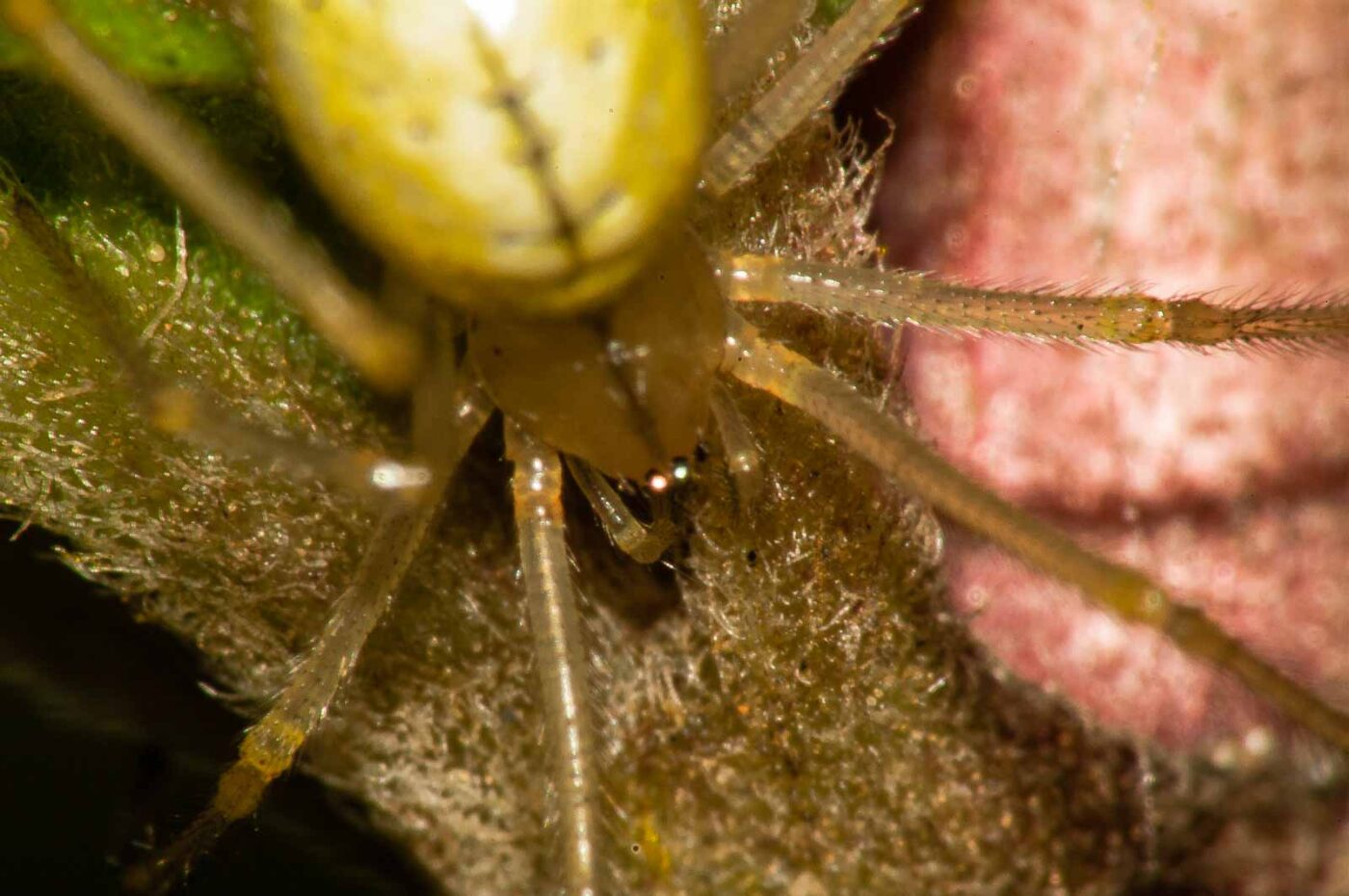 2017-08-13 - NSG Halde Pluto-Wilhelm HER-Wanne