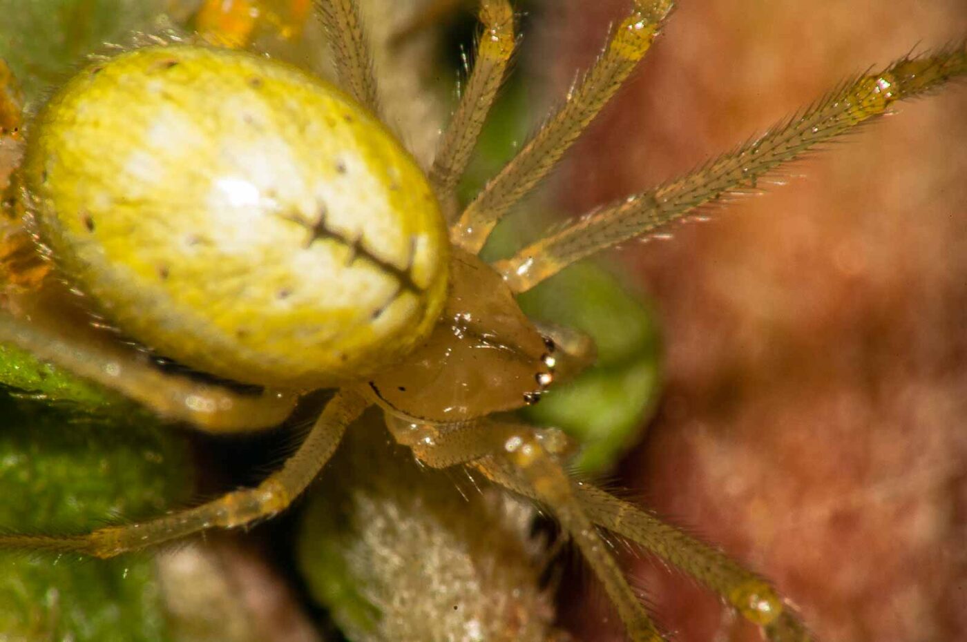 2017-08-13 - NSG Halde Pluto-Wilhelm HER-Wanne