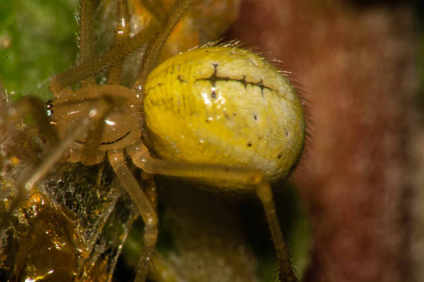 2017-08-13 - NSG Halde Pluto-Wilhelm HER-Wanne